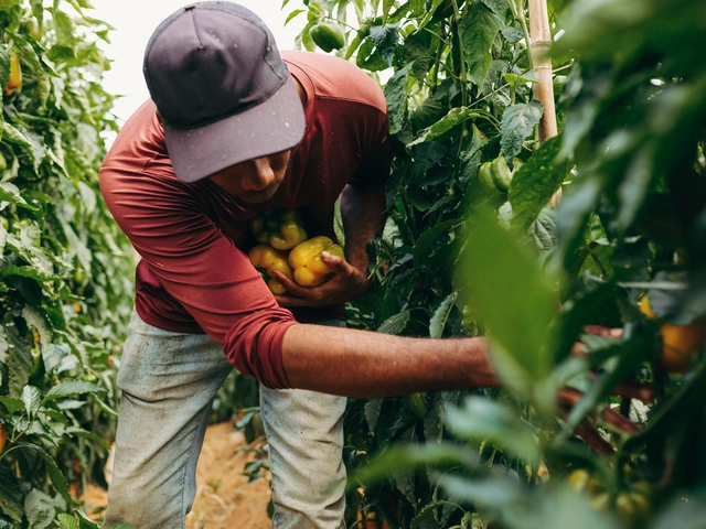 Small business owner runs a garden nursery